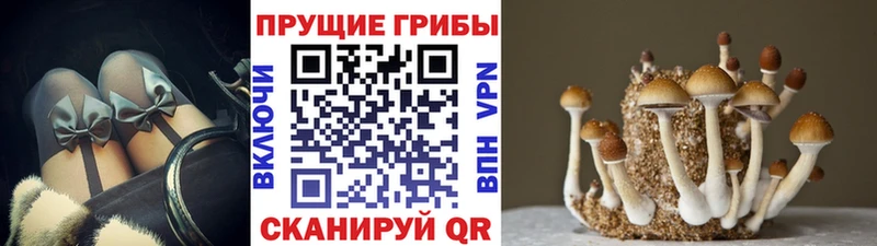 Галлюциногенные грибы Psilocybine cubensis  Ардатов 